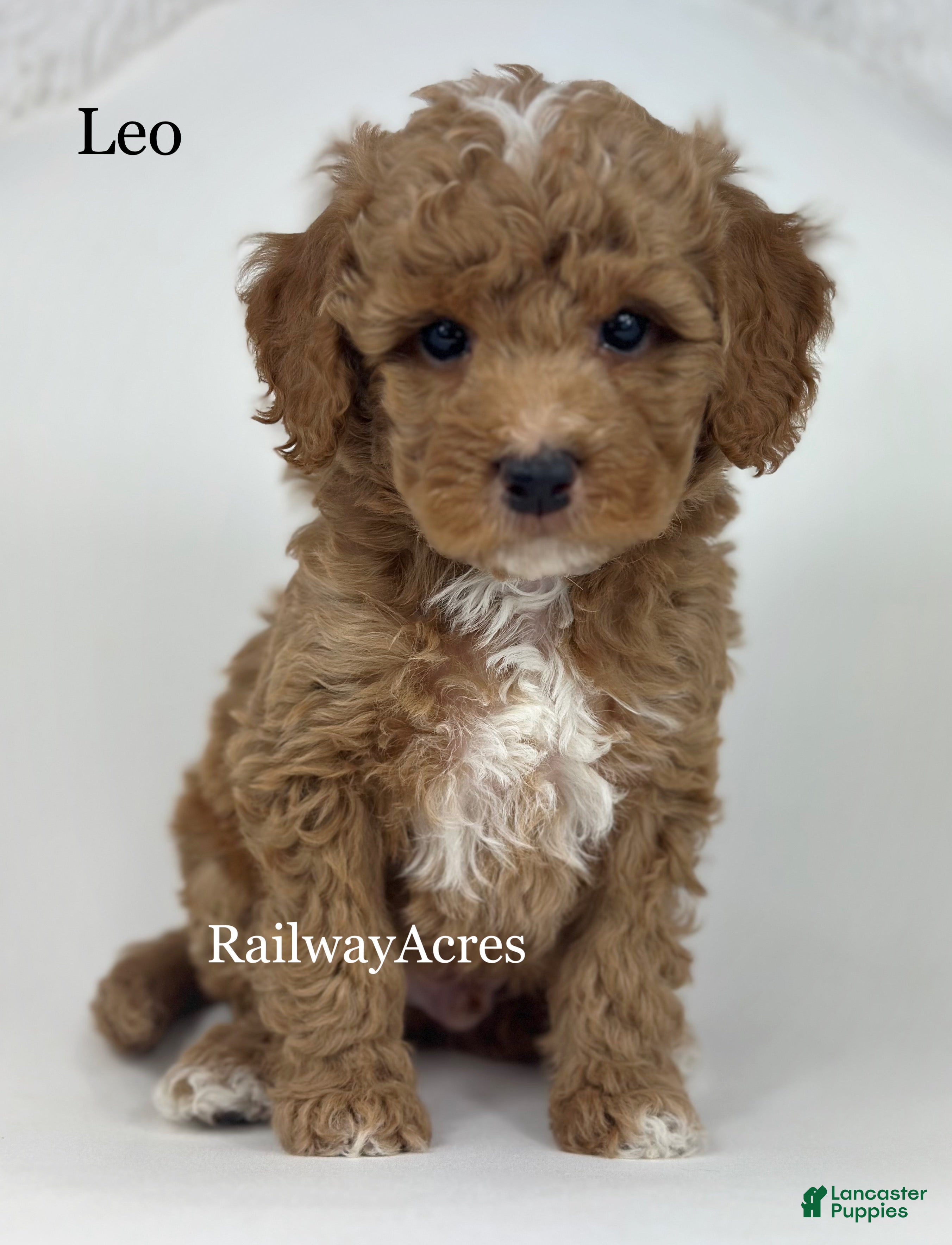 Goldendoodle dogs Leo- F1b Mini  - Ad 33
