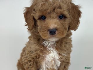Goldendoodle dogs Leo- F1b Mini - Ad 33