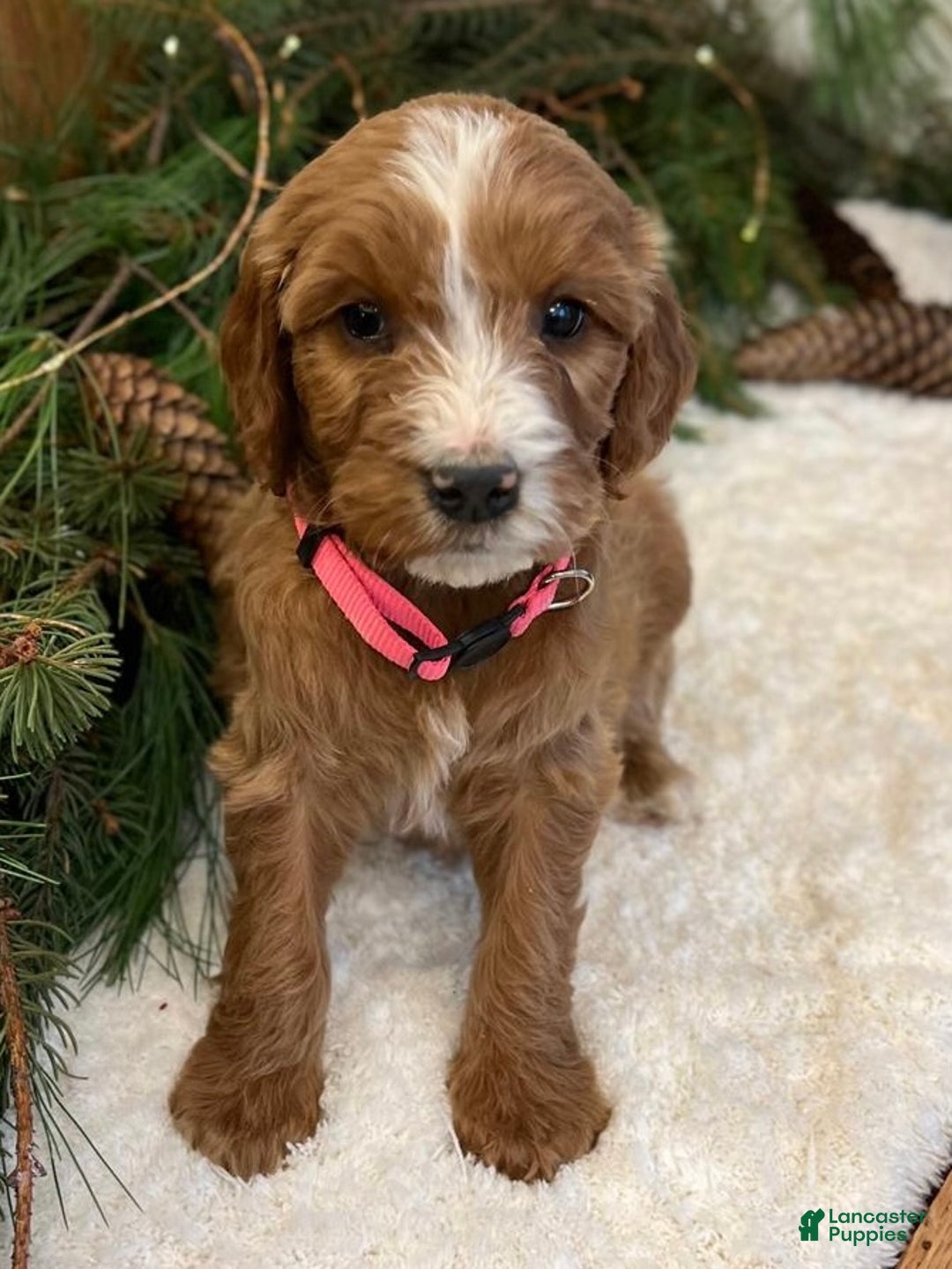 Irish Doodle dogs for sale: Oakley - Ad 3