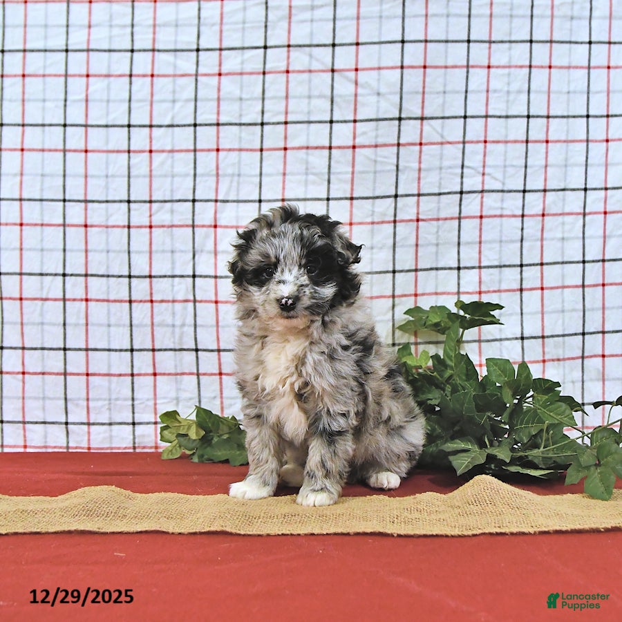 Mini Aussiedoodle dogs Santa EXTRA SMALL - Ad 3