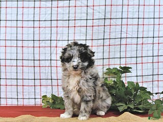 Mini Aussiedoodle dogs Santa EXTRA SMALL - Ad 27