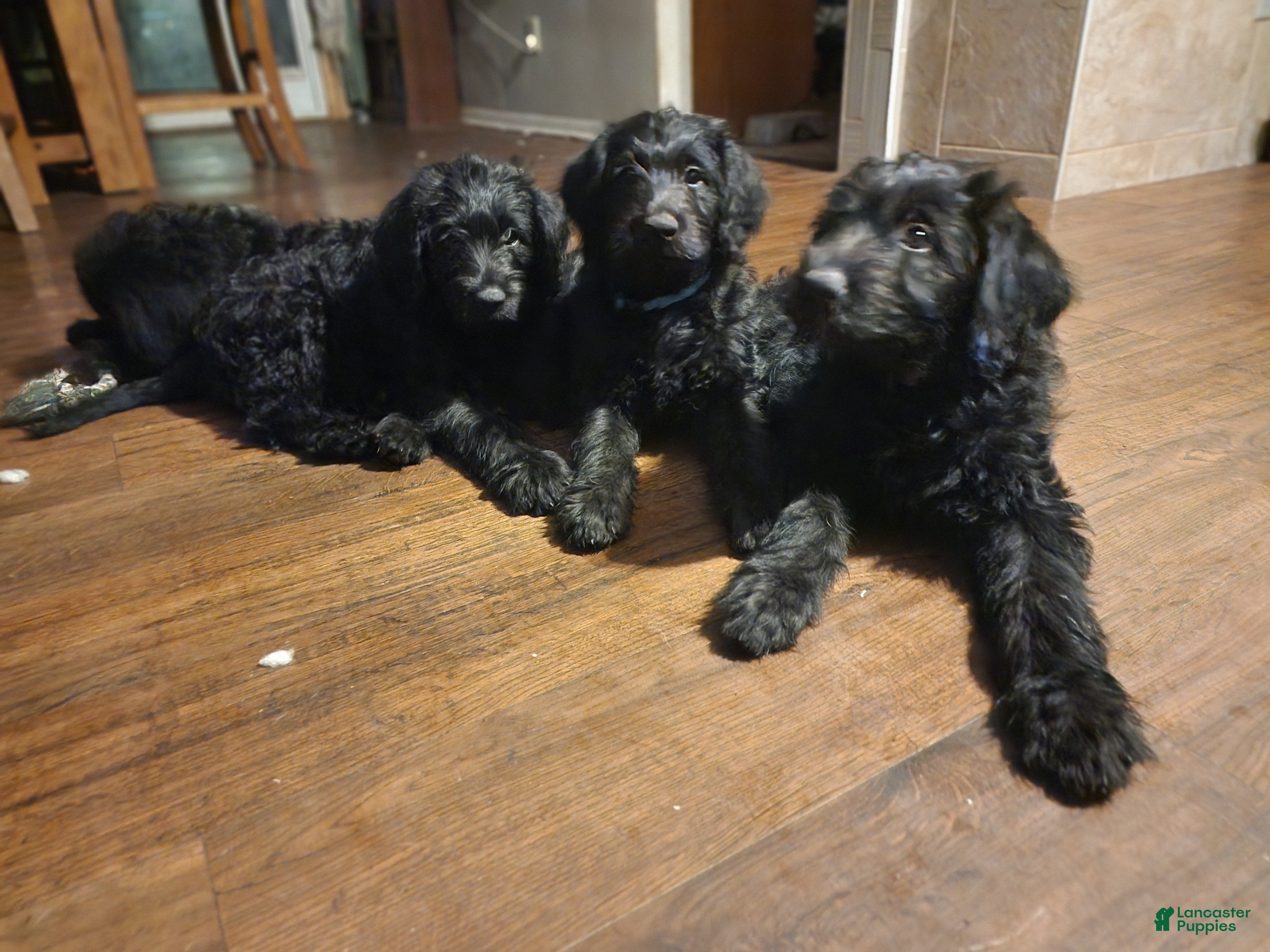 Labradoodle dogs for sale: Labradoodle purple collar - Ad 2