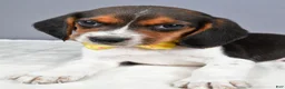 Beagle dogs for sale: Omar - Ad 3