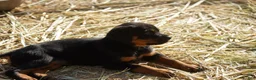 Rottweiler dogs for sale: Rottweiler F3 - Ad 27