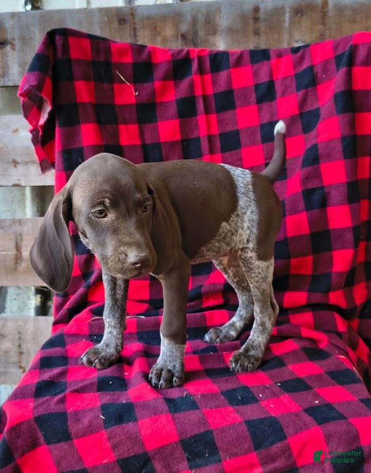 German Shorthaired Pointer dogs Dixie - Ad 38