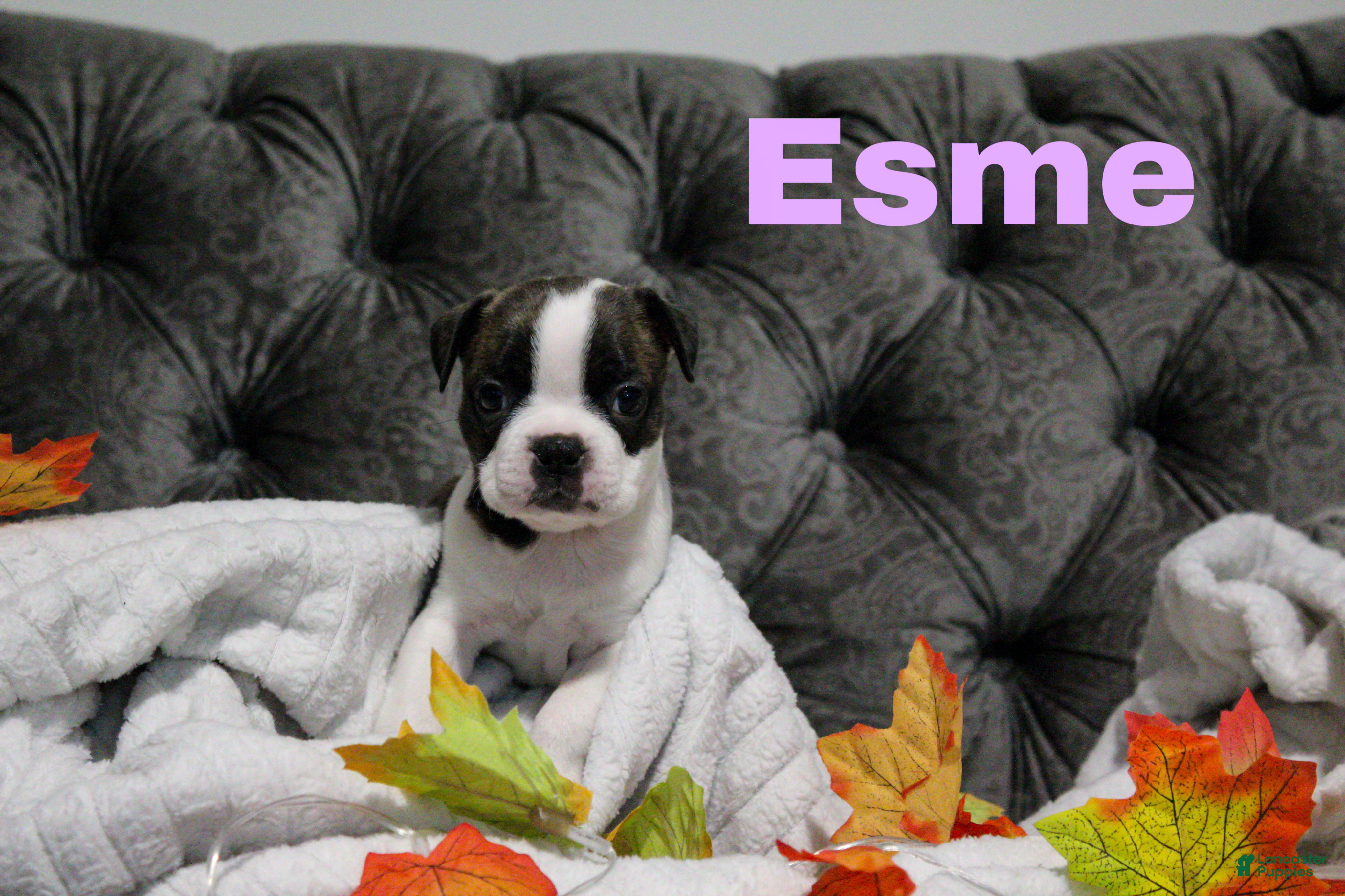 Boston Terrier dogs Esme - Ad 3