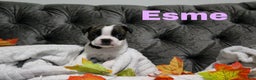 Boston Terrier dogs for sale: Esme - Ad 1