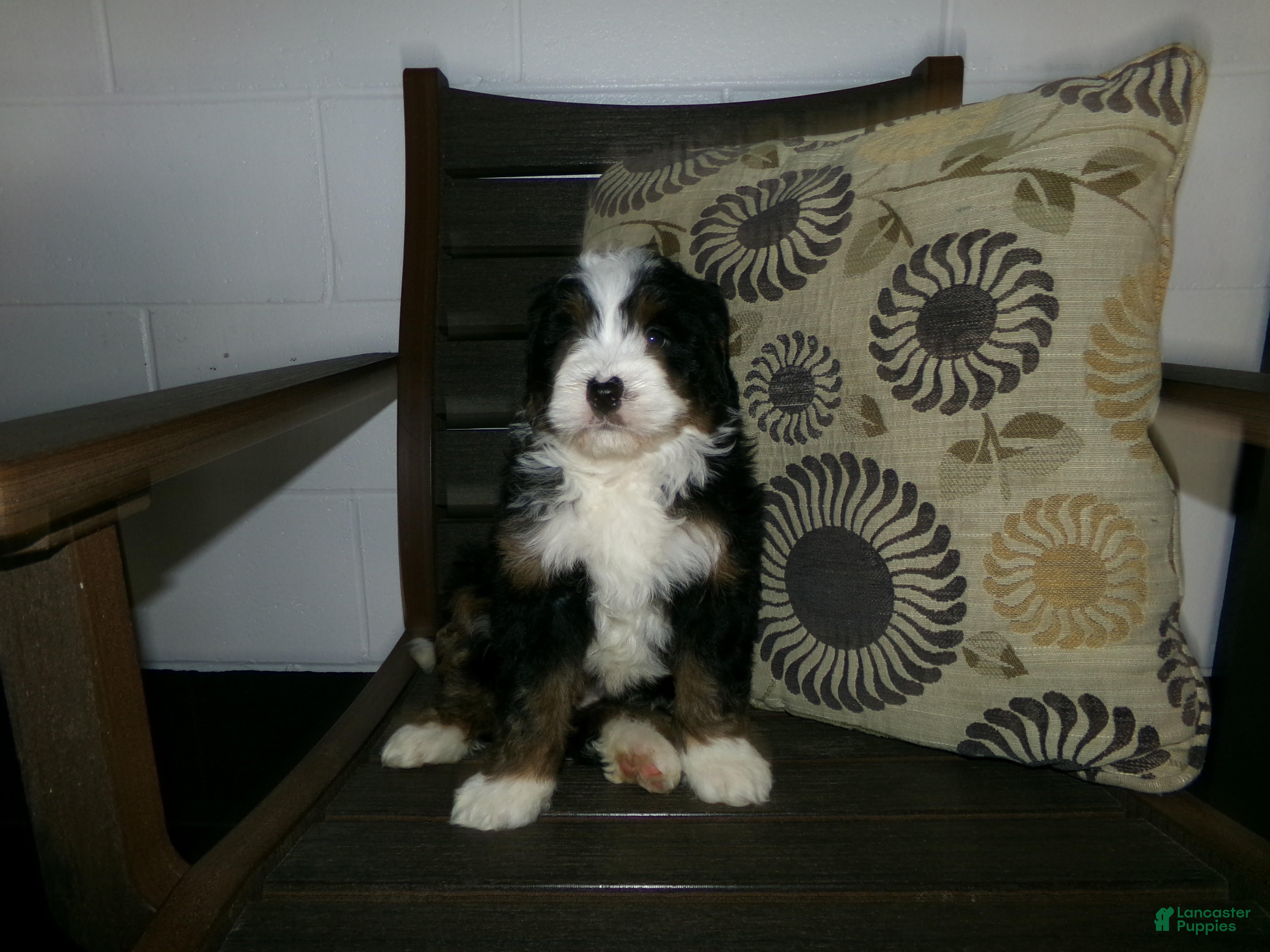 Mini Bernedoodle dogs Abby - Ad 2