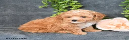 Maltipoo dogs for sale: Isaiah - Ad 5