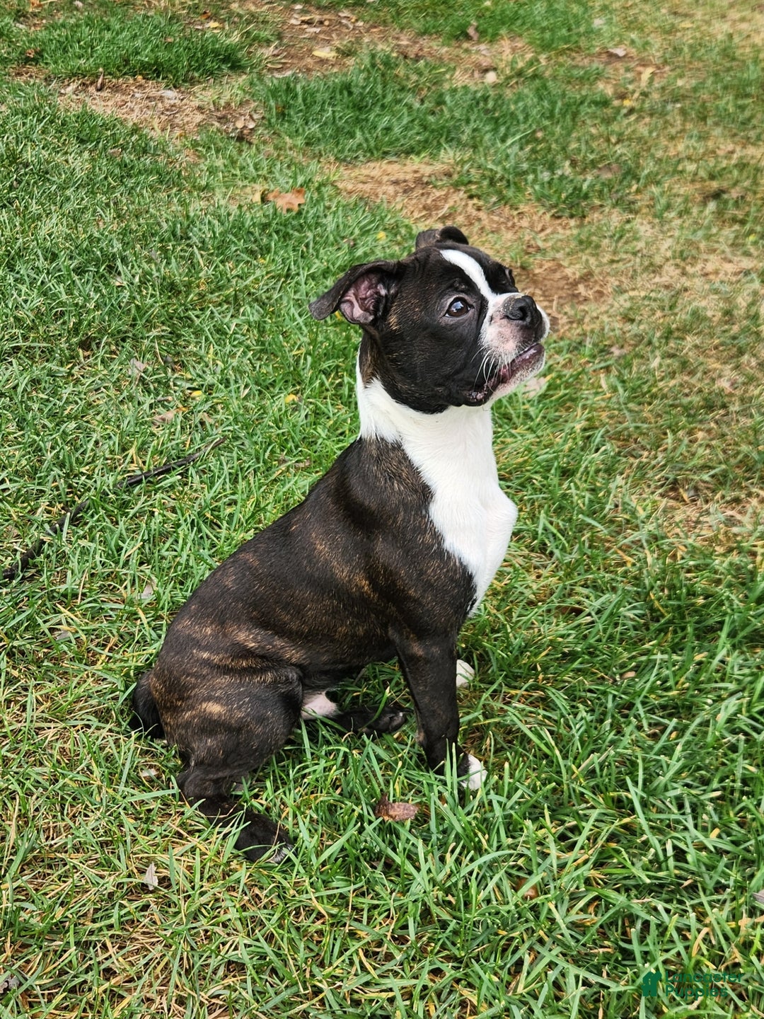 Boston Terrier dogs for sale: Chocolate - Ad 5