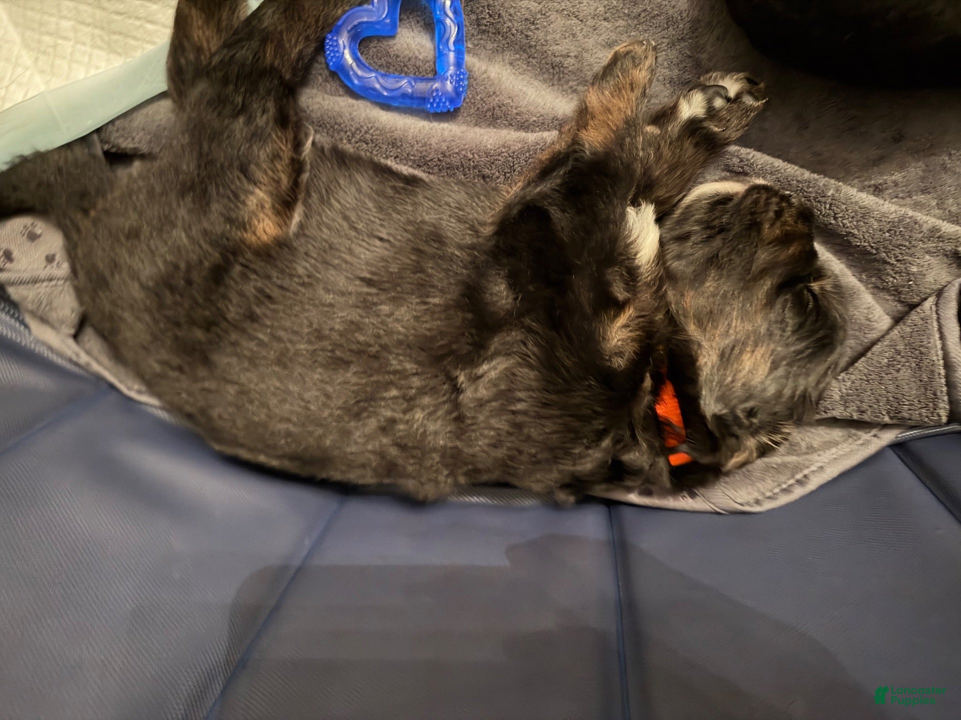 Mixed Breed dogs for sale: Red collar  - Ad 24