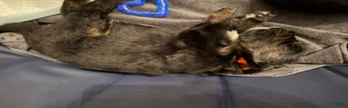 Red collar 
