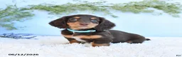 Miniature Dachshund dogs for sale: Scotty - Ad 5