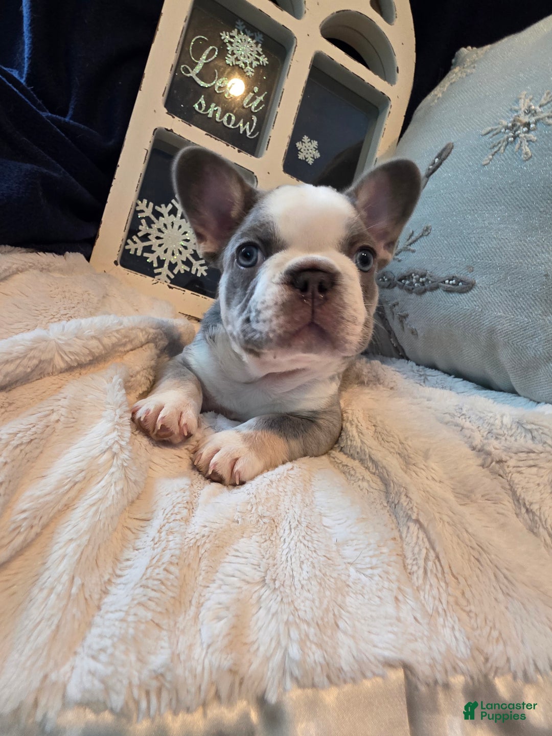 French Bulldog dogs for sale: Olaf – a Lilac with Panda Husky Pattern French Bulldog , carries pink and fluffy - Ad 2