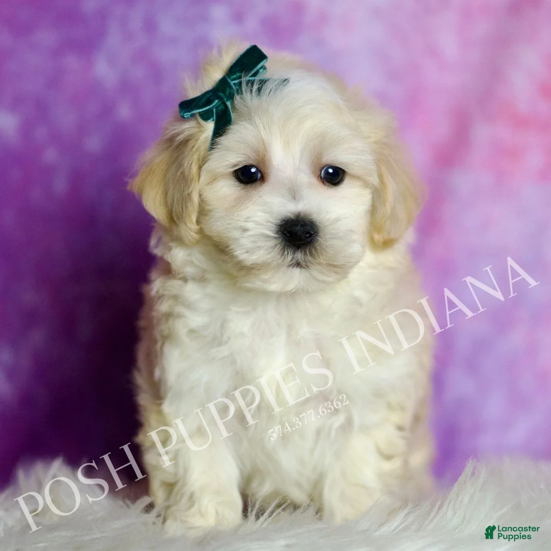 Maltipoo dogs for sale: Lil Man - Ad 2