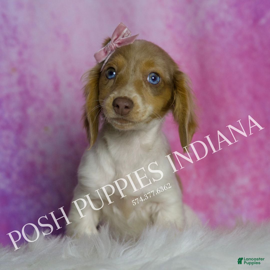 Miniature Dachshund dogs for sale: Amanda - Ad 4