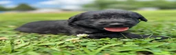 Labradoodle dogs for sale: Skye - Ad 8