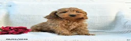 Cockapoo dogs for sale: Jaden - Ad 5