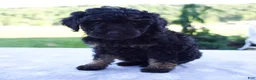 Mini Bernedoodle dogs for sale: Faith - Ad 4