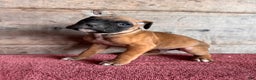 Boxer dogs for sale: Boxer Puppy 4 - Ad 3