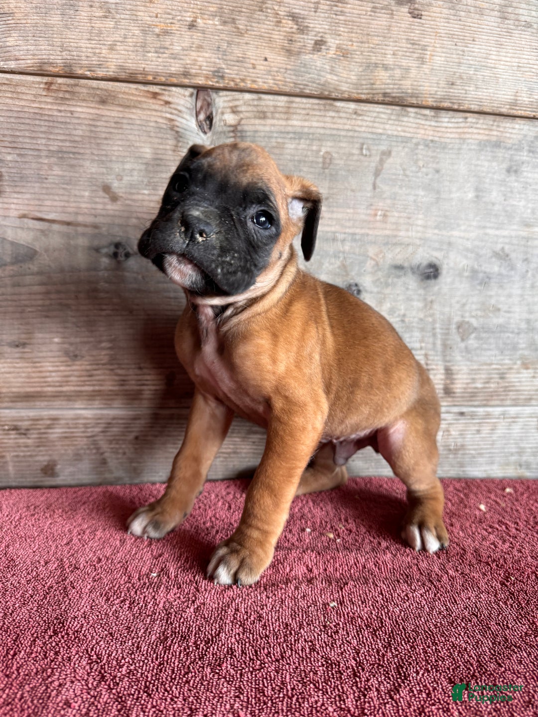 Boxer dogs for sale: Boxer Puppy 4 - Ad 3