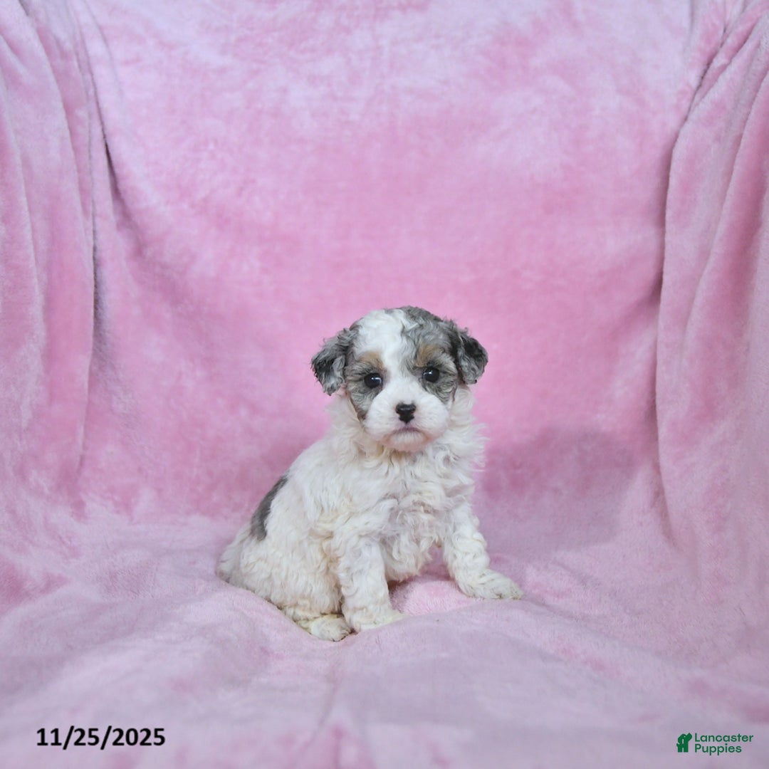 Toy Poodle dogs for sale: Kendra - Ad 2