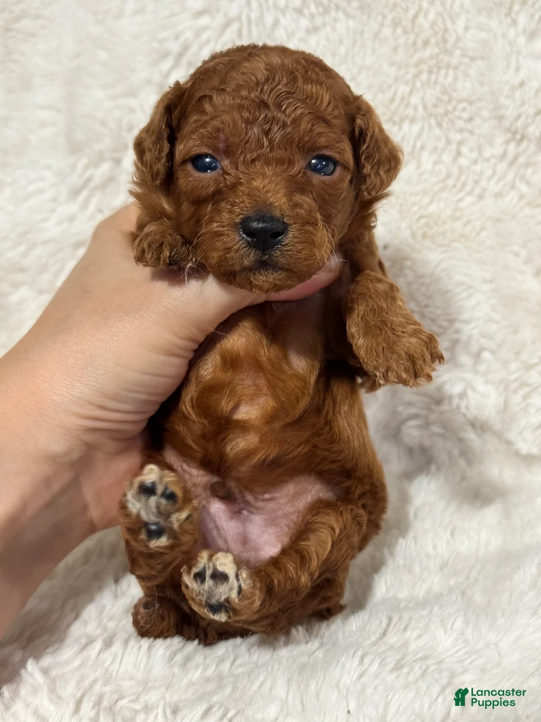 Toy Poodle dogs for sale: Flame - Ad 2