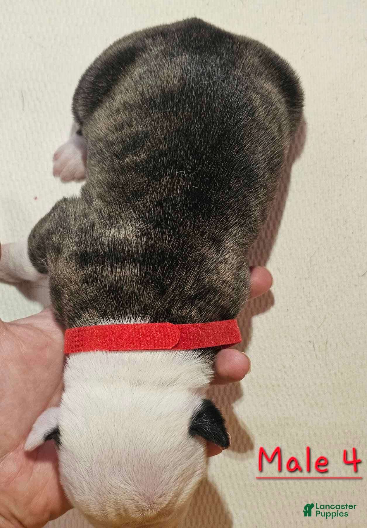 American Bulldog dogs American Bulldog Puppy 1 - Ad 14