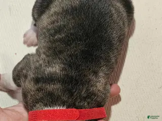 American Bulldog dogs American Bulldog Puppy 1 - Ad 14