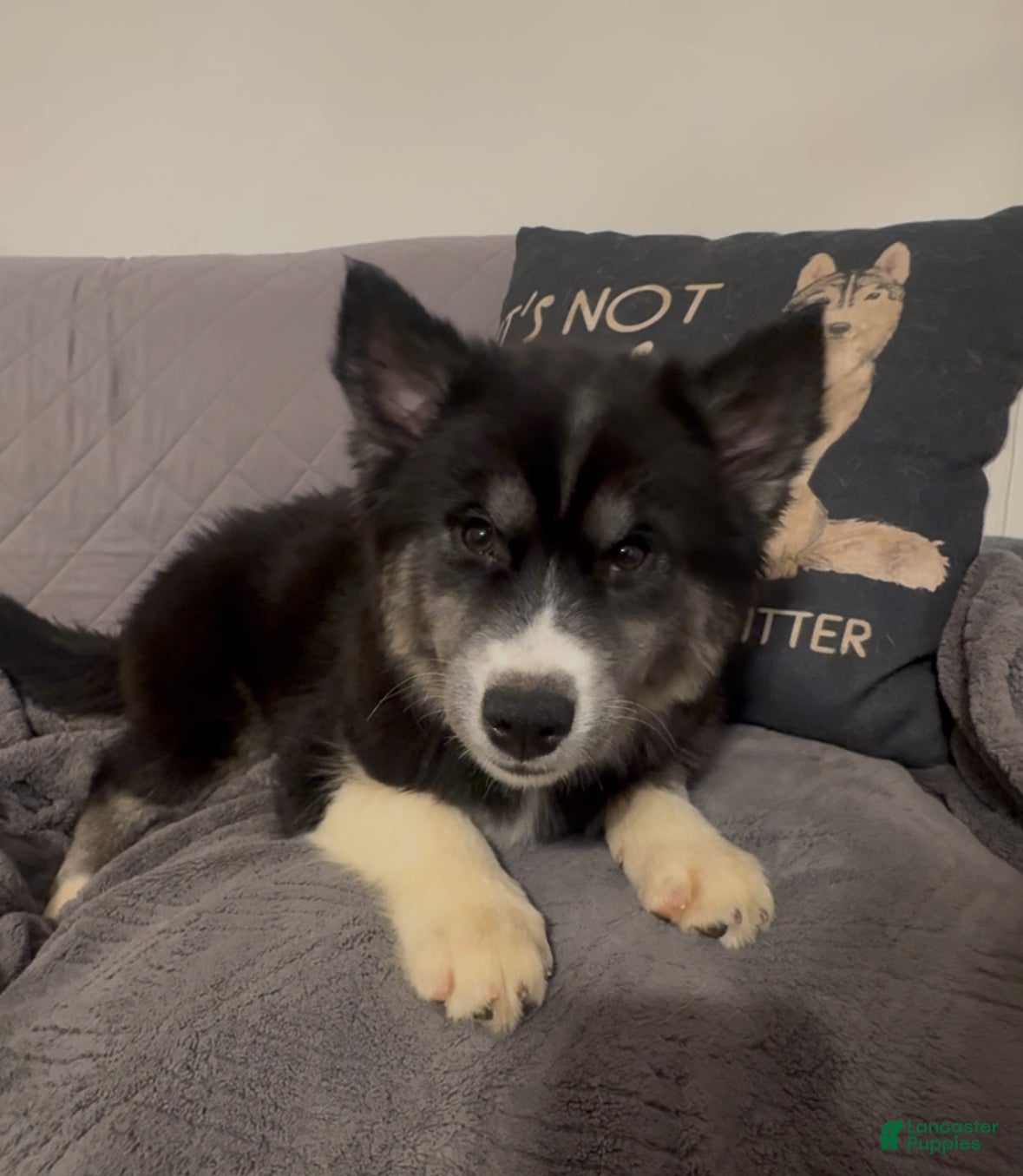 Siberian Husky dogs Apple - Ad 1