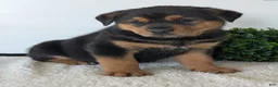 Mixed Breed dogs for sale: Phoenix  - Ad 14