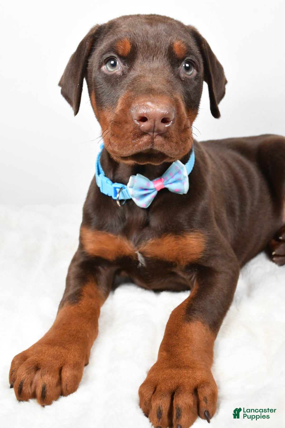 Doberman Pinscher dogs for sale: Wyatt - Ad 5