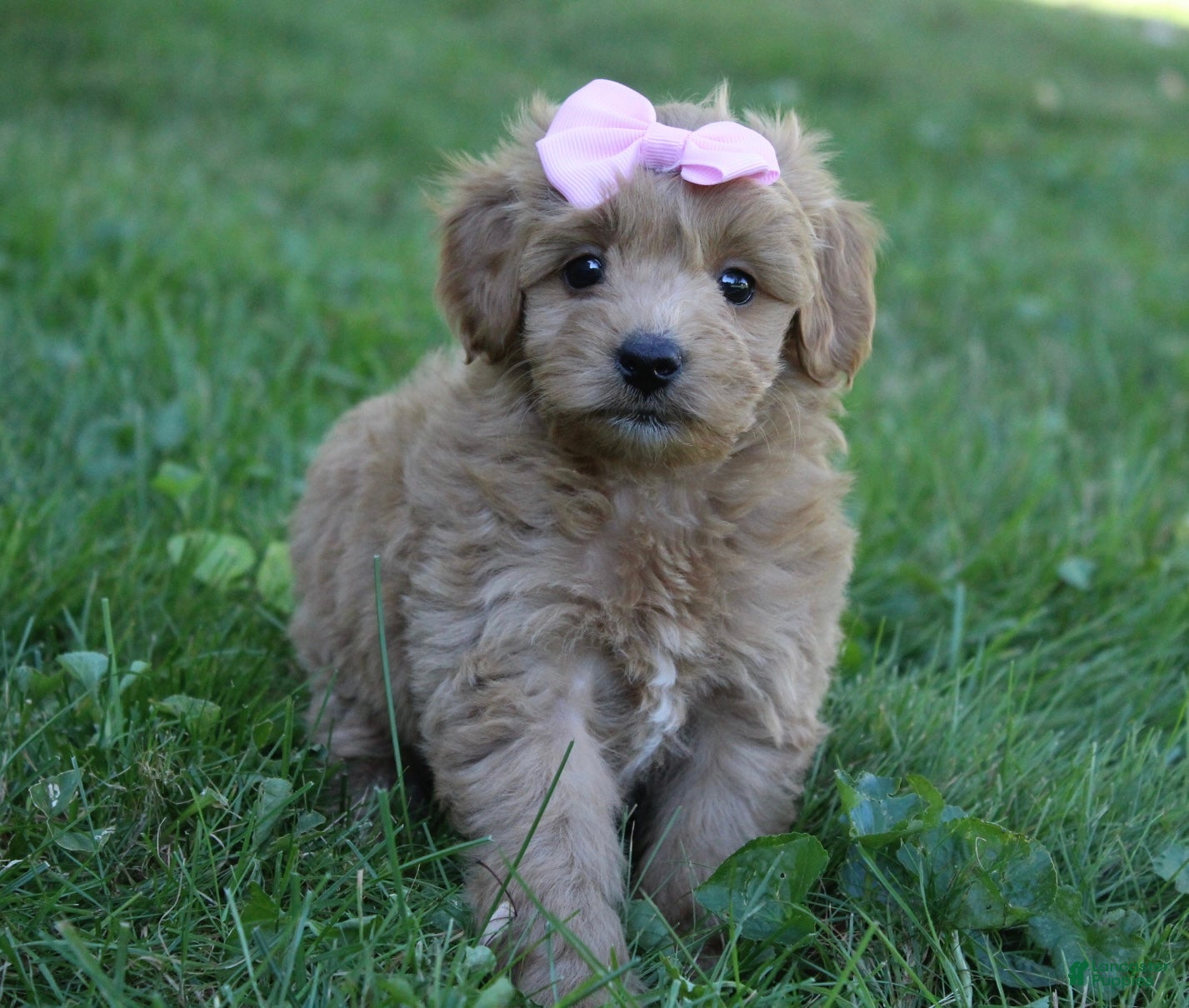 Mini Goldendoodle dogs for sale: Maddie 🎀 - Ad 1