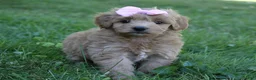 Mini Goldendoodle dogs for sale: Maddie 🎀 - Ad 3