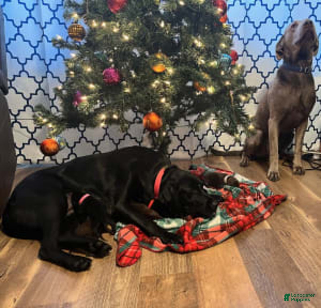 Gallery Image {{count}}