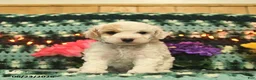 Mini Goldendoodle dogs for sale: Silly Sue  - Ad 2