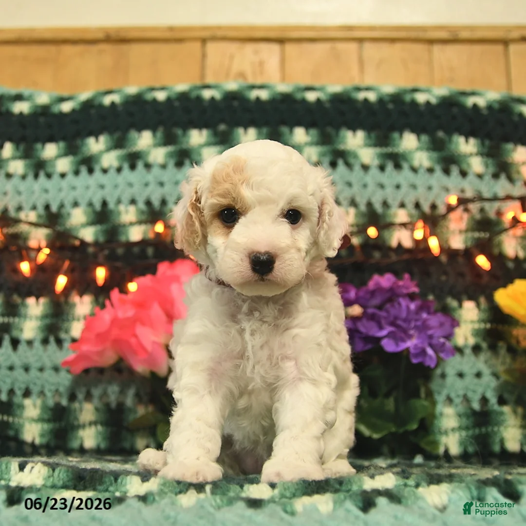 Mini Goldendoodle dogs for sale: Silly Sue  - Ad 2