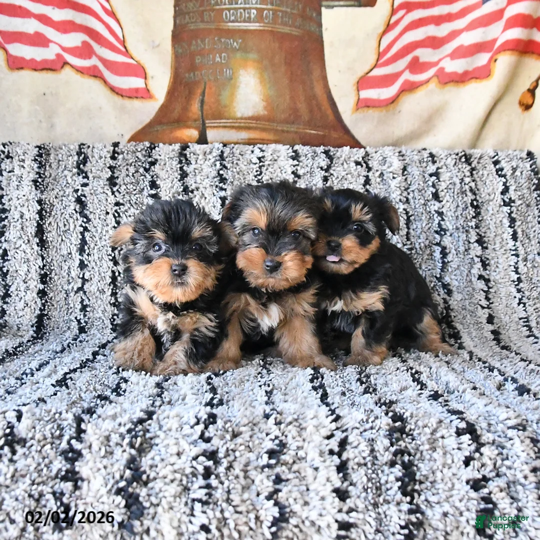 Yorkshire Terrier dogs for sale: Daisy - Ad 5