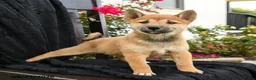 Shiba Inu dogs for sale: Yuki - Ad 3