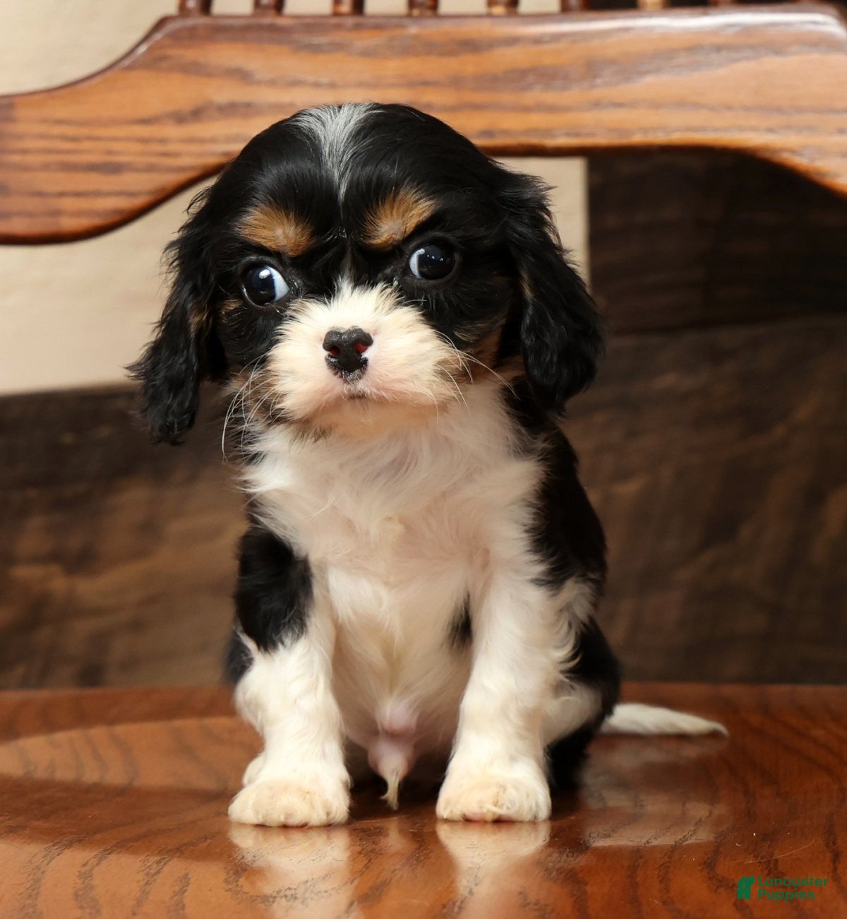 Cavalier King Charles Spaniel dogs Pixel - Ad 1
