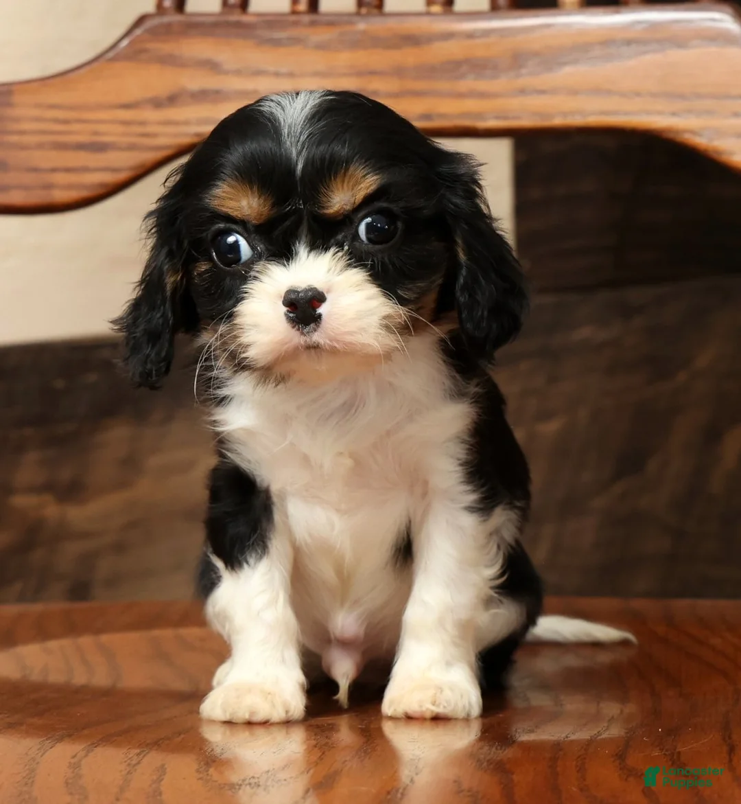 Cavalier King Charles Spaniel dogs for sale: Pixel - Ad 1
