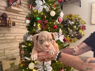 American Bully dogs Haus - Ad 31