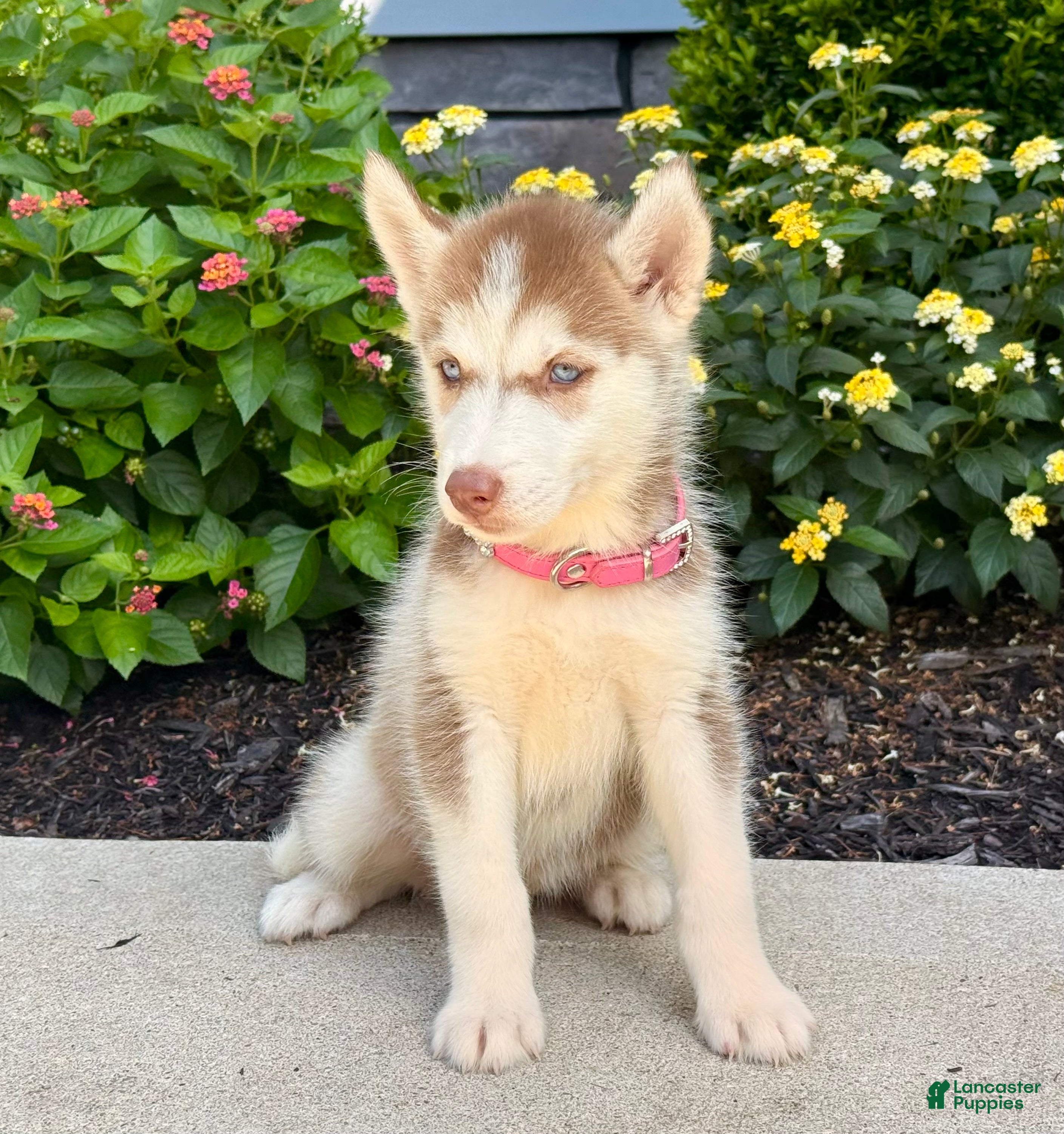 Siberian Husky dogs Haddie - Ad 2