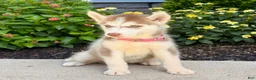 Siberian Husky dogs for sale: Haddie - Ad 2