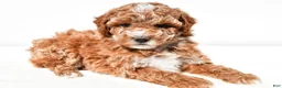 Miniature Poodle dogs for sale: Sadie - Ad 2