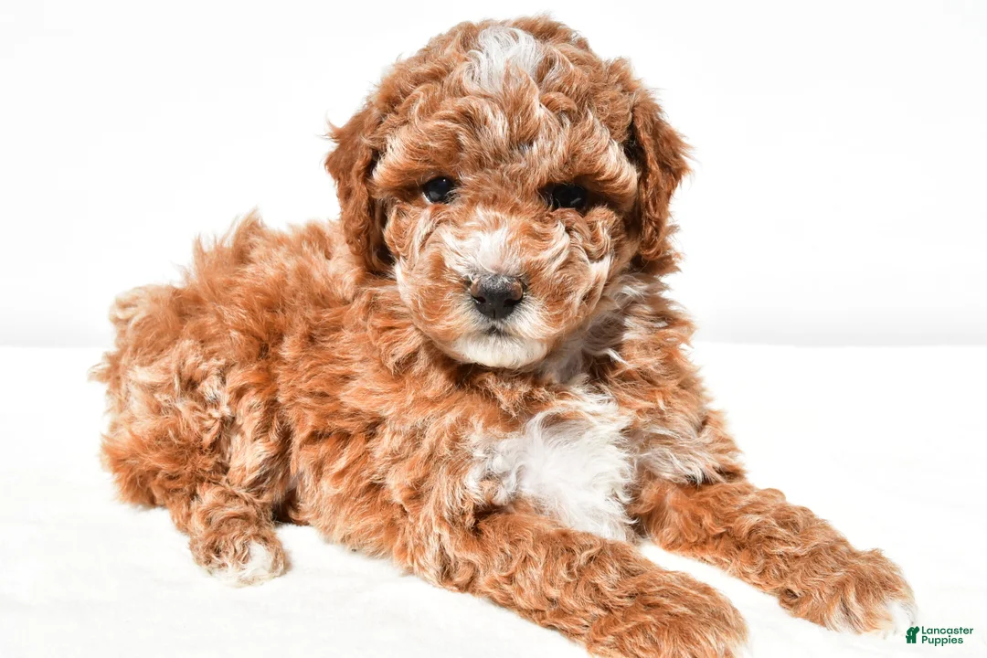 Miniature Poodle dogs for sale: Sadie - Ad 2