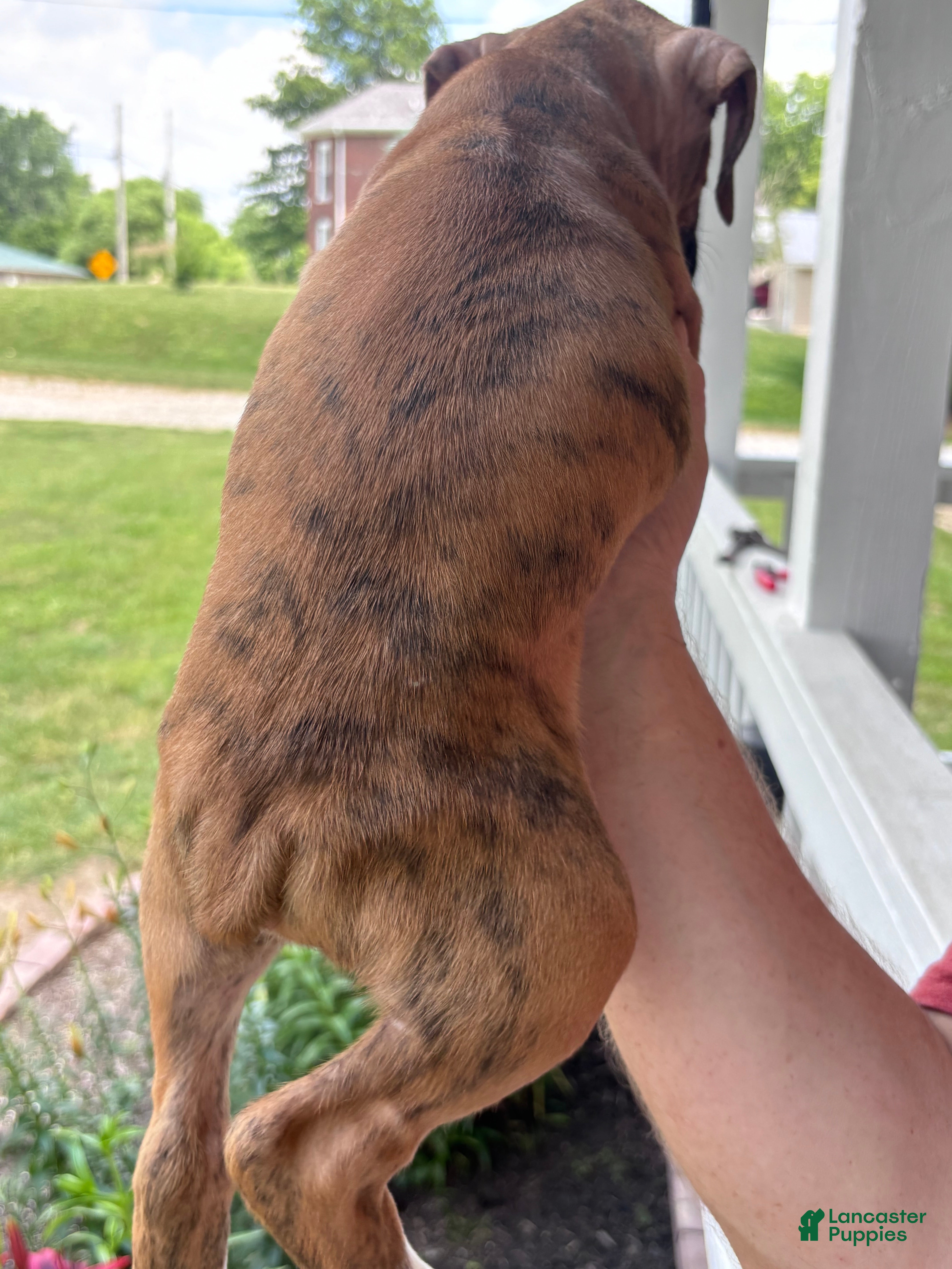 Boxer dogs Clovis  - Ad 2