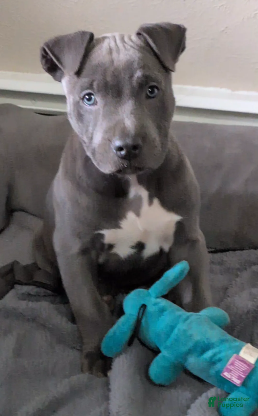 American Bully dogs for sale: Lila - Ad 1