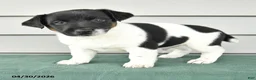 Jack Russell Terrier dogs for sale: Fallon - Ad 3