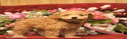 Mini Goldendoodle dogs for sale: Cinderella  - Ad 3